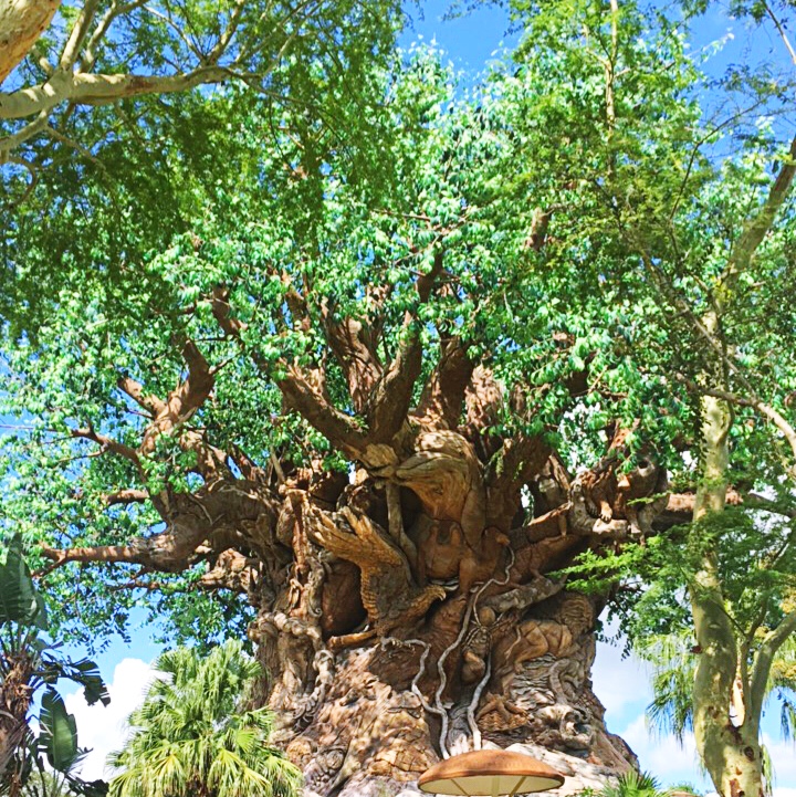 Disney Tree Of Life Animal Kingdom
